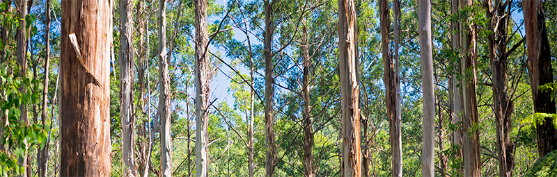 Australian hardwood